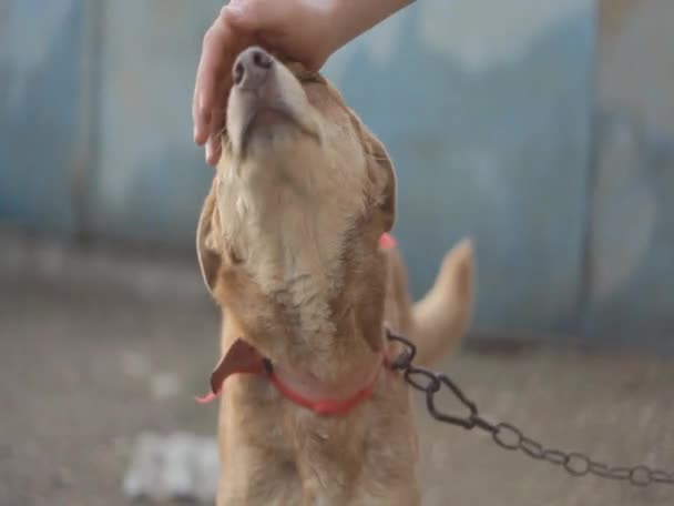 Meu cão é um bom — Vídeo de Stock