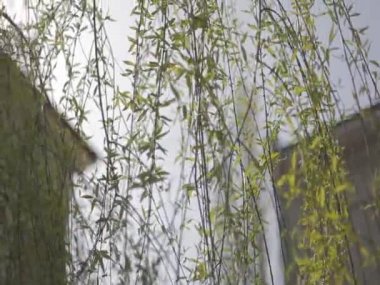 ağlayan söğüt ve güneş