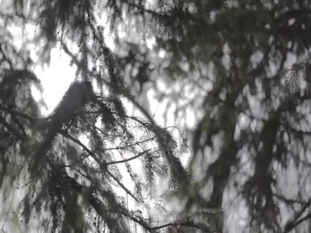 branche de pin et le soleil 