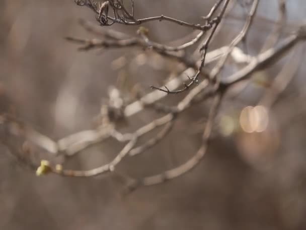 Wedding rings weigh on branch — Stock Video