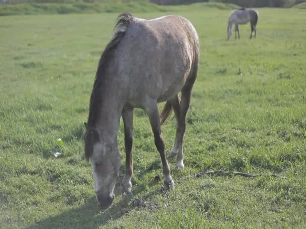 Koń na pole żywi — Wideo stockowe