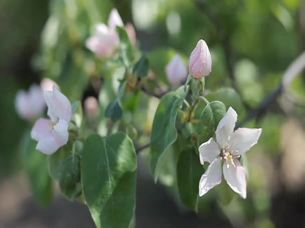 Kweepeer bloesem roze bloemen — Stockvideo