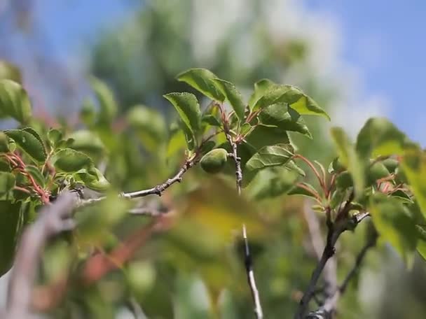 petits abricots sur arbre 
