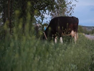 çimenlerde otlayan inek