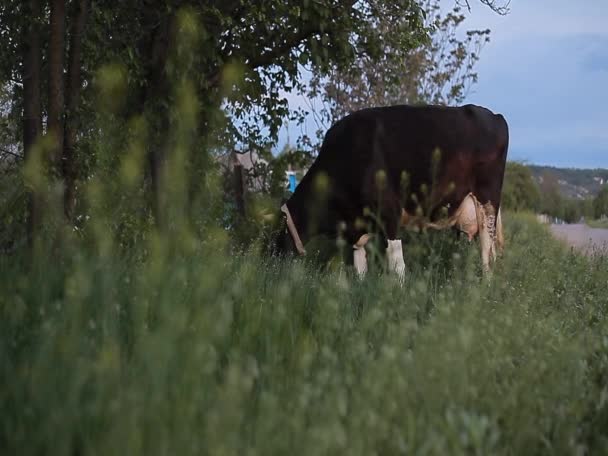 Vaca pastando en el césped Video de stock