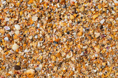 arka plan: Karadeniz kıyısındaki küçük ıslak deniz kabuğu kayaları