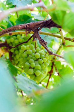 Sarmaşıkta olgunlaşan beyaz üzümler.
