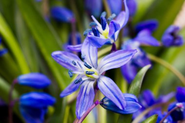 kardelen - bahar çiçekleri