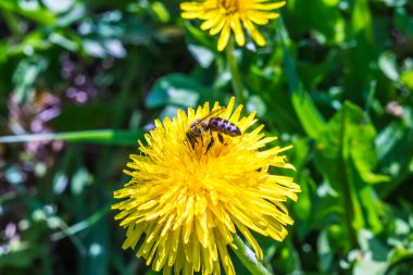 Karahindiba yakın çekim
