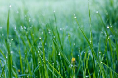 Yeşil çimenlerin üzerinde çiğ damlasına