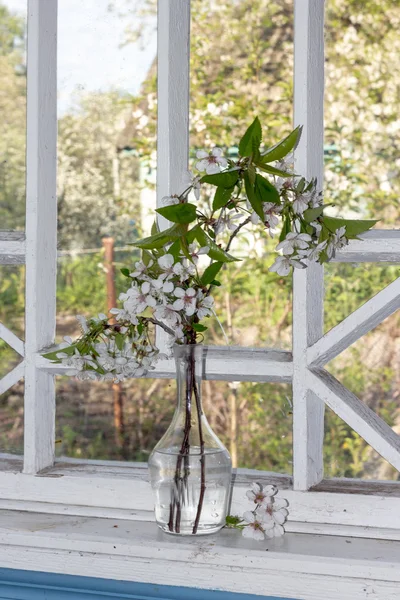 Cherry white flowers — Stock Photo, Image