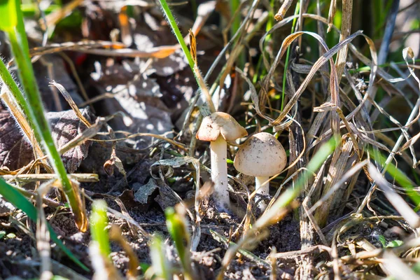 Svampar i gräset — Stockfoto