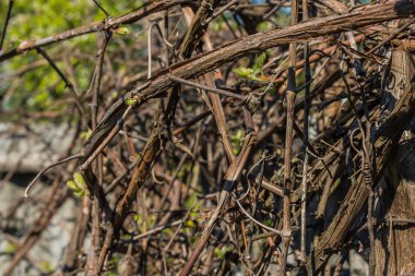 arka plan için asma