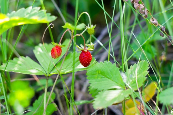 Ripe wild strawberry — Stock Photo, Image