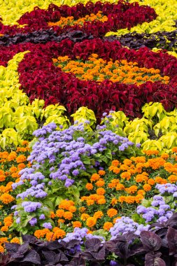 flowerbed çok renkli çiçekler