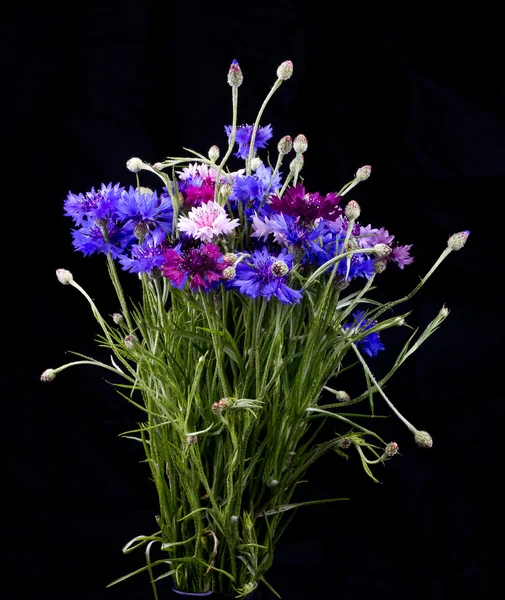 Васильки цветы в букете — стоковое фото