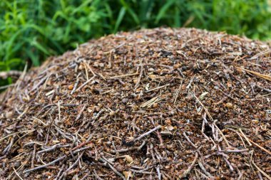 ormanda karınca yuvası