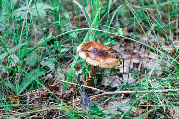 Svamp i gräset — Stockfoto