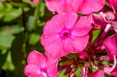 Mor phlox çiçekler