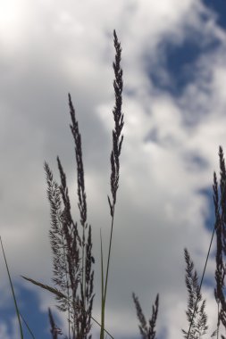 gökyüzüne karşı çimen