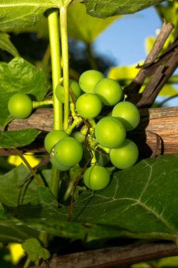 güneşin genç yeşil üzüm