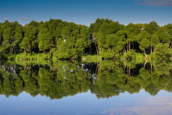 Reflexion von Bäumen im Wasser — Stockfoto