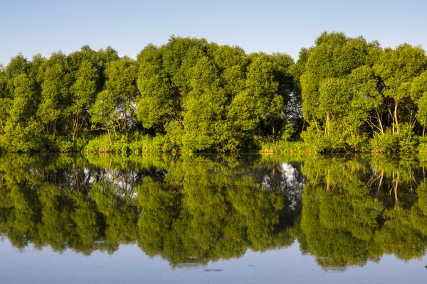 Reflexion von Bäumen im Wasser — Stockfoto