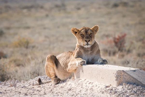 Female Lion alone Etosha — Stock Photo, Image