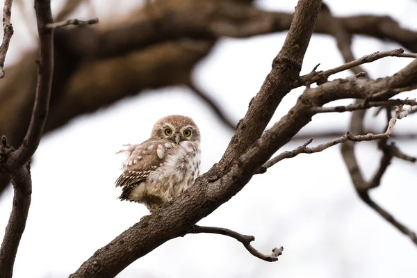 Pearl benekli Owlet owelet