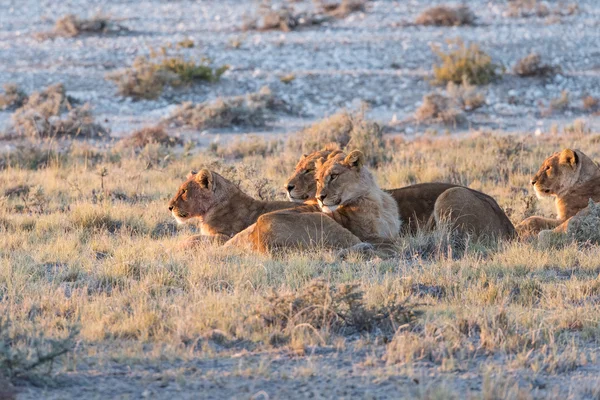 Lion Group in Etosha — Stock Photo, Image
