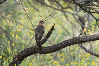 Gabar çakır kuşu Juvenil