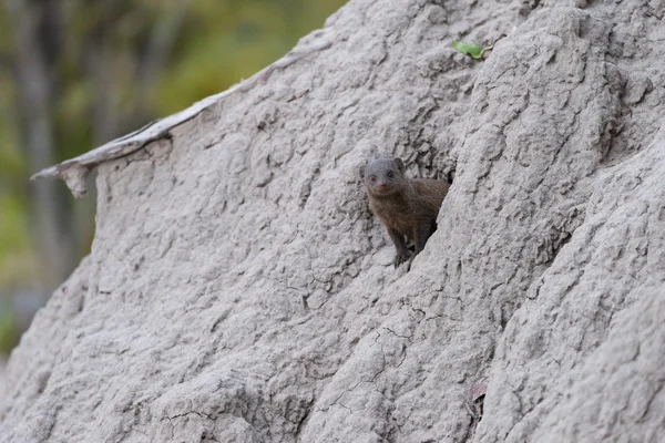 Termit Höyük deliğe cüce Firavun faresi
