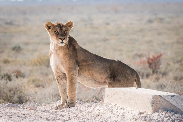 Femal Lion de pie en el camino — Foto de Stock