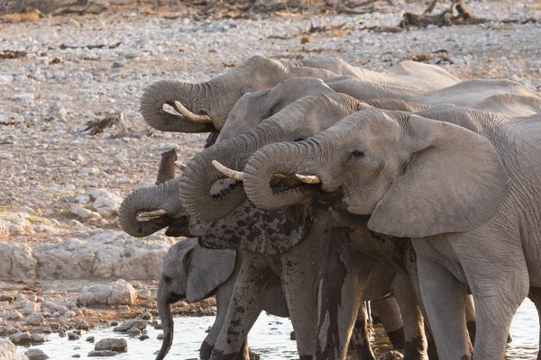 Drinken van de groep van de olifant — Stockfoto