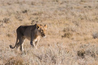 Dişi aslan yalnız yürüme