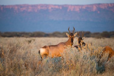 Kırmızı Hartebeest çim