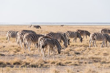 Zebra grup etkin