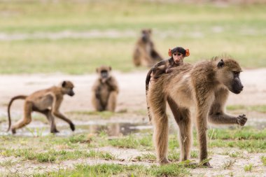 Young baby baboon on moms back clipart