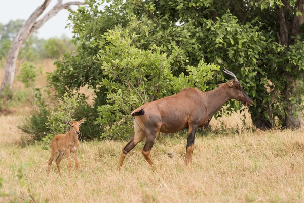 Tsessebe mamma e polpaccio — Foto Stock