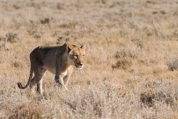 一人で歩く女性のライオン — ストック写真