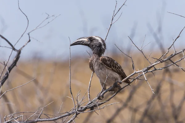 Gri Kartallar çıplak dal üzerinde