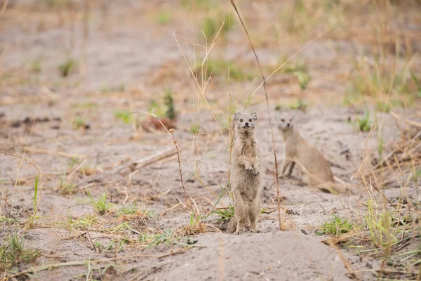 Жовтий Mongoose стоячи — стокове фото