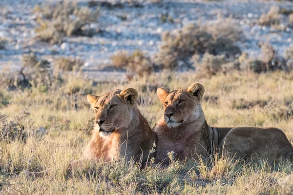 Lion Group in Etosha — Stock Photo, Image