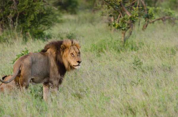 Male Lion standing in grass, Kruger National Park, South Africa — Stock Photo, Image