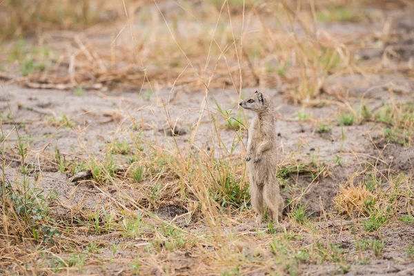 Mongoose Kuning Berdiri — Stok Foto