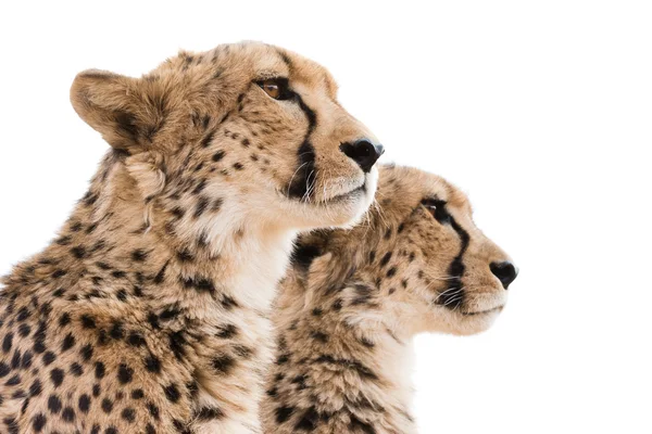 Cheetahs Portrait white background — Stock Photo, Image