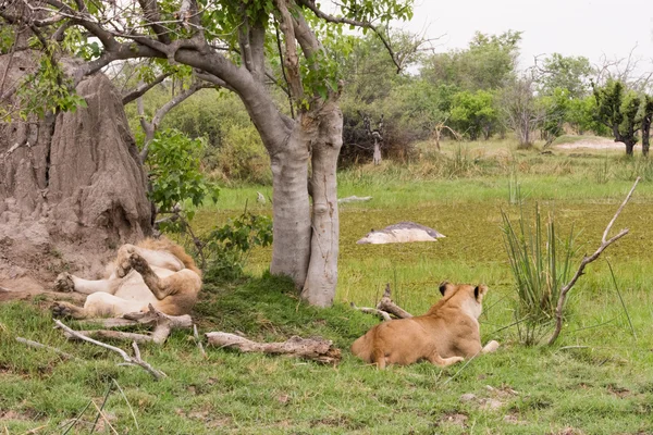 Leões esperam para comer hipopótamo — Fotografia de Stock