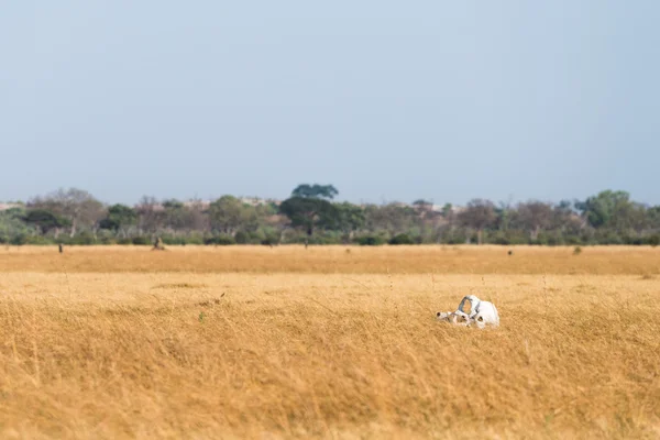 Kuru Marsh kafatasında fil