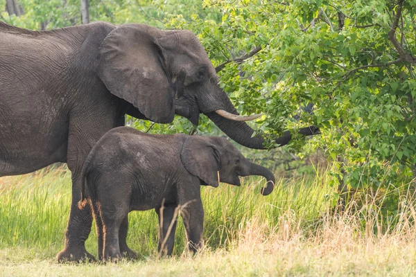 Moeder en baby olifant — Stockfoto