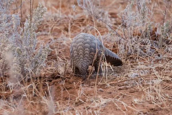 Pangolin çölde